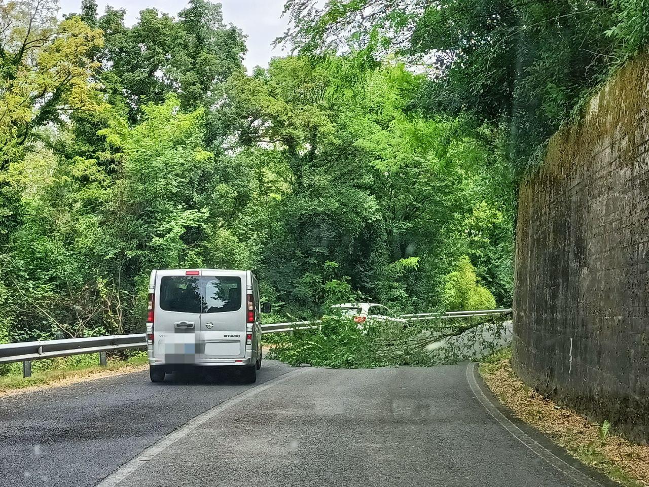 Immagine per Maltempo, alberi caduti sulle strade del Goriziano per il forte vento